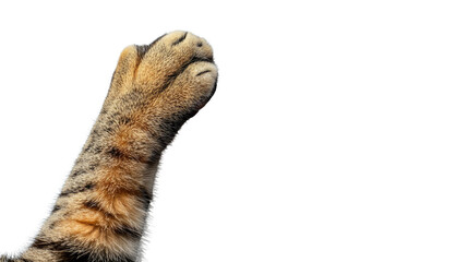 Cat's paw transparent background