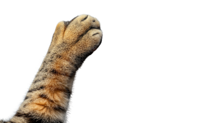 Cat's paw transparent background