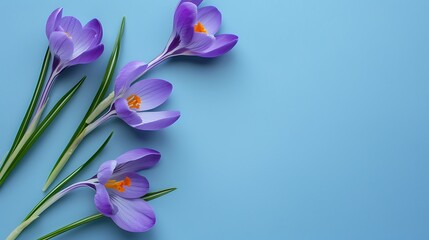 Naklejka premium Crocus flowers on stem with leaves on blue background