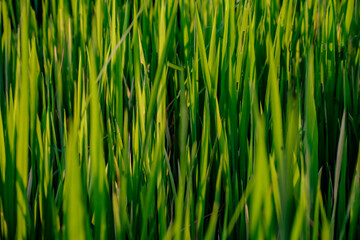 Rice fields waiting to be harvested