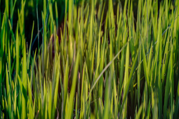 Rice fields waiting to be harvested