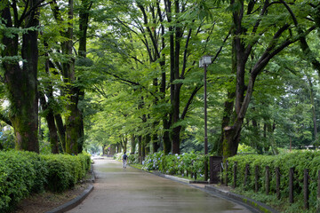 A beautiful tree-lined path in Gifu Park, Japan after the rain, with a pedestrian walkway. Peaceful and serene atmosphere with tree shade canopy.