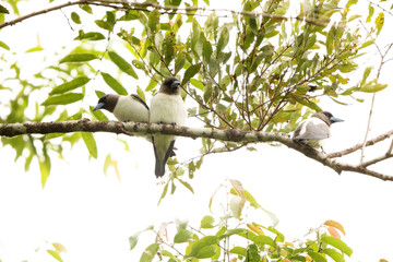 The ivory-backed woodswallow (Artamus monachus) is a species of bird in the family Artamidae. It is endemic to Sulawesi, Indonesia.