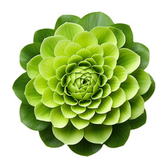 Isolated Clean Green Flower Transparent PNG Files Graphic Resource