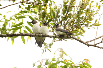 The ivory-backed woodswallow (Artamus monachus) is a species of bird in the family Artamidae. It is endemic to Sulawesi, Indonesia.
