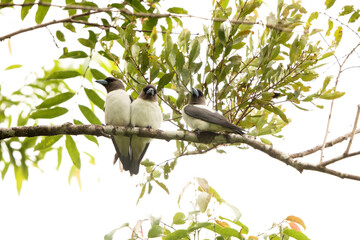 The ivory-backed woodswallow (Artamus monachus) is a species of bird in the family Artamidae. It is endemic to Sulawesi, Indonesia.