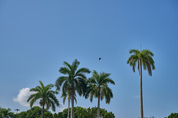 Fototapeta premium Five towering Pinang trees stand tall against a clear blue sky