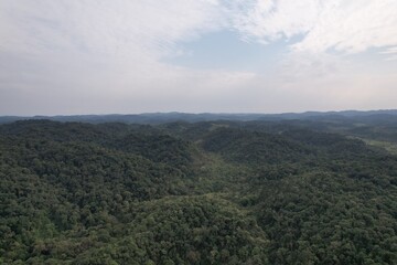 Atlantic Forest, or Mata Atlantica, on south of Sao Paulo, Brazil