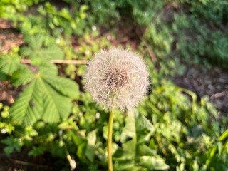 Close-Up of a Dandelion Seed Head in a Lush Green Garden 
