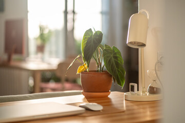 Philodendron Splendid plant with hear sheped green velvet leaves in flower pot at desk at home, sunlight, soft focus. Araceae. Home gardening concept
