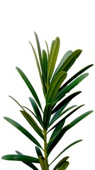 rosemary leaves isolated on a white background 