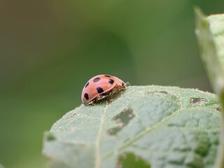 Epilachna borealis on a leaf with blur background