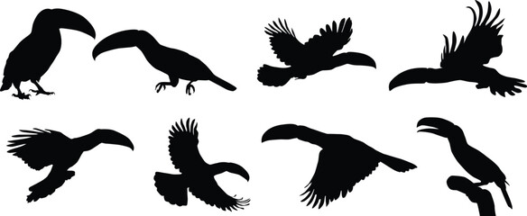 Set of toucan silhouette full body illustration. Bird pose in wildlife.