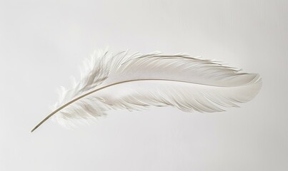 Obraz premium Single white feather isolated on a plain white background.
