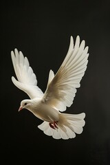 White dove in flight against a black background.