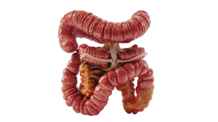 Digestive tract transparent background