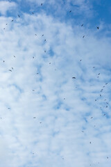 Openbills fly in the sky, waiting for the right time to catch their prey.