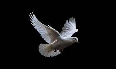 Obraz premium A white dove in flight with its wings spread wide against a black background.