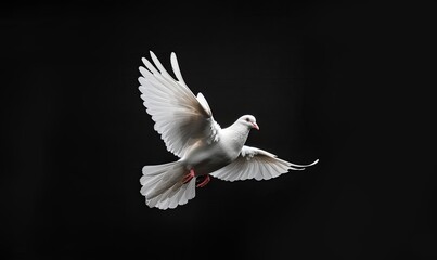 Obraz premium A white dove in mid-flight with its wings spread out against a black background.