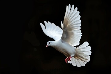A white dove with outstretched wings in mid-flight against a black background.