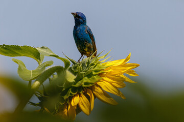 Indigo Bunting on a sunflower