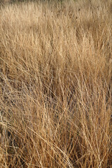 Dry native grass in the australian landscape