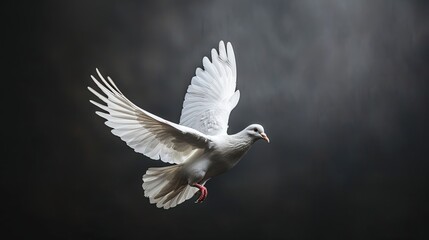 Obraz premium White dove in flight against a dark background.