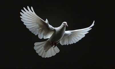 Fototapeta premium A white dove in flight with wings spread wide against a dark background.