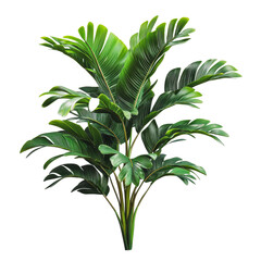PNG Lush green indoor plant with large leaves