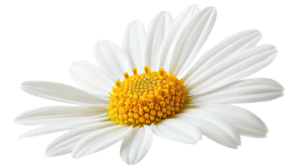 chamomile transparent background