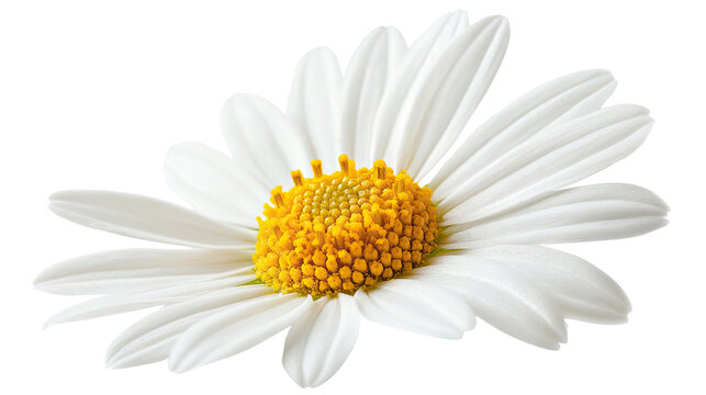 chamomile transparent background