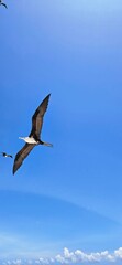 Closeup of a pelican bird in flight. Blue sky in the background.