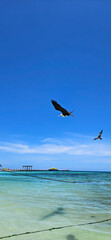 Pelicans flying over the sea.  Clear water and blue sky.  Location: Riviera Maya, Mexico