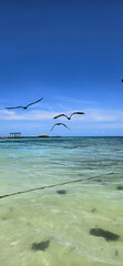 Pelicans flying over the coastline.  Clear water and blue sky. Sunny day at the beach 