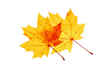 Autumn yellow leaves with veins texture isolated on white background, vivid colored maple tree leaf. Beautiful autumnal design botanical object, close up fall foliage minimal aesthetic nature