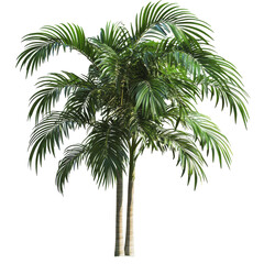Obraz premium PNG Green palm trees in bright daylight setting
