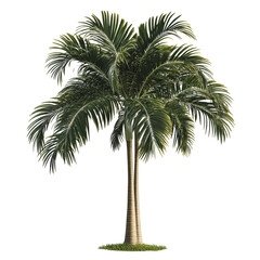 PNG Lush palm tree standing tall in bright sunlight