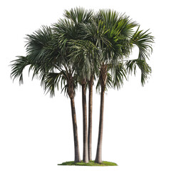 PNG Group of palm trees in a sunny outdoor setting