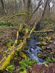 stream in the woods