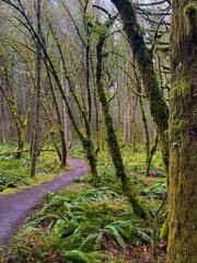 footpath in the woods