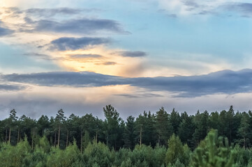 Sunset in the forest. Summer landscape with pine trees and sky