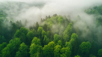 Misty Forest from Above
