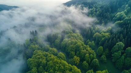Aerial View of Foggy Forest