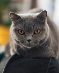British Shorthair cat  © Pawe