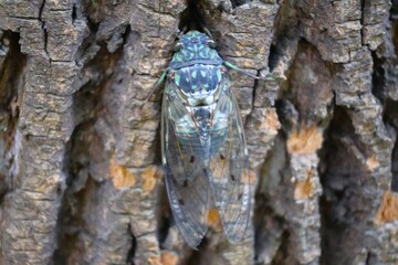 木に停まるミンミンゼミ