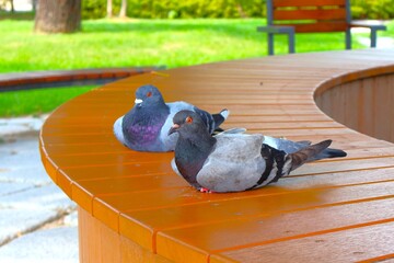 ベンチで休むハト