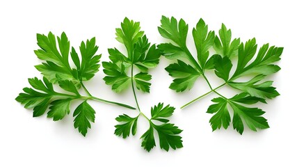 Fototapeta premium green leaves of parsley isolated on white background