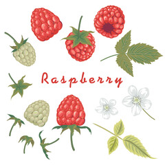 Raspberry Fruit vector element set. Isolated, fruits, leaves on white. Botanical elements for design, cover, wedding cards, party invitation, backdrop