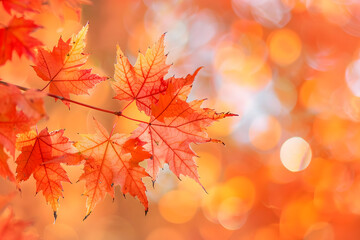 Fototapeta premium 夕日に映える紅葉：秋の光に照らされた葉の美しさ
