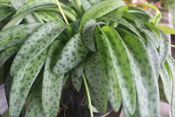 Beautiful Crassula ovata, Jade Plant, Cactus plant, succulent plant in pot in sunlight with nature background. Home decoration and gardening concept. decorative plants. ornamental plants thrive. broad